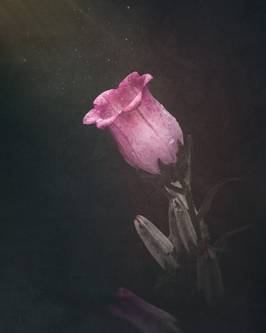 Tableau artistique "La campanule au clair de Lune" représentant une fleur de campanule avec un développement photographique Dark Moody