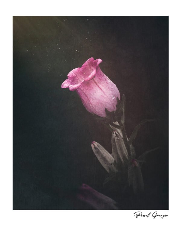 Tableau artistique "La campanule au clair de Lune" représentant une fleur de campanule avec un développement photographique Dark Moody