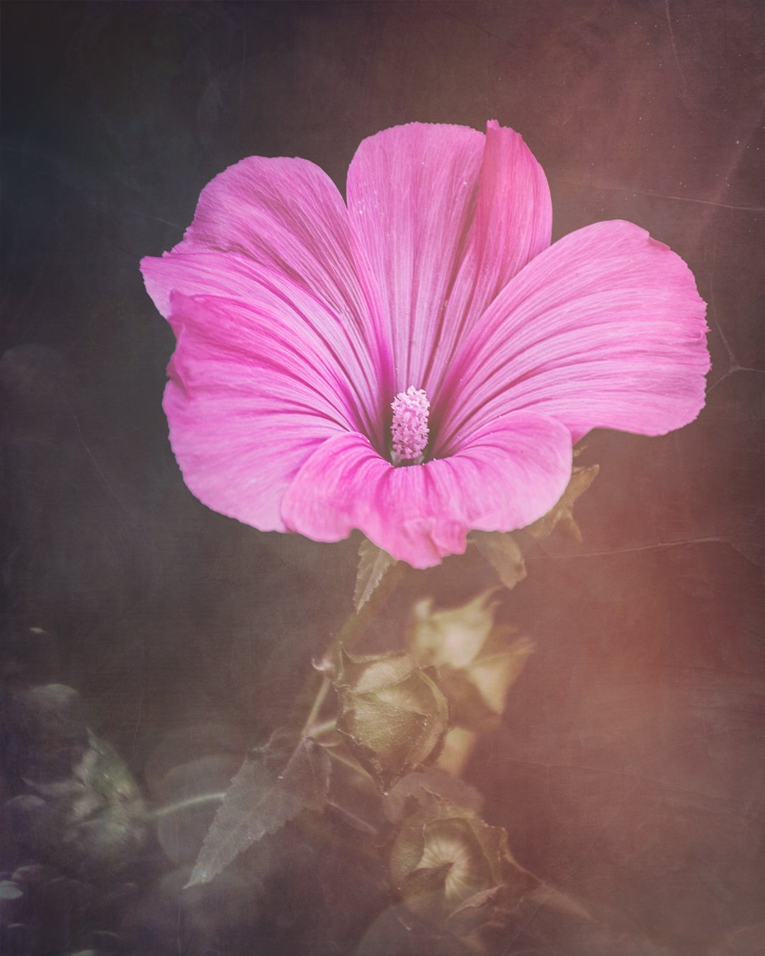 Tableau artistique "Les charmes délicats de la Lavatera" représentant une fleur de Lavatera avec un développement photographique Dark Moody