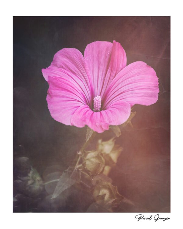 Tableau artistique "Les charmes délicats de la Lavatera" représentant une fleur de Lavatera avec un développement photographique Dark Moody