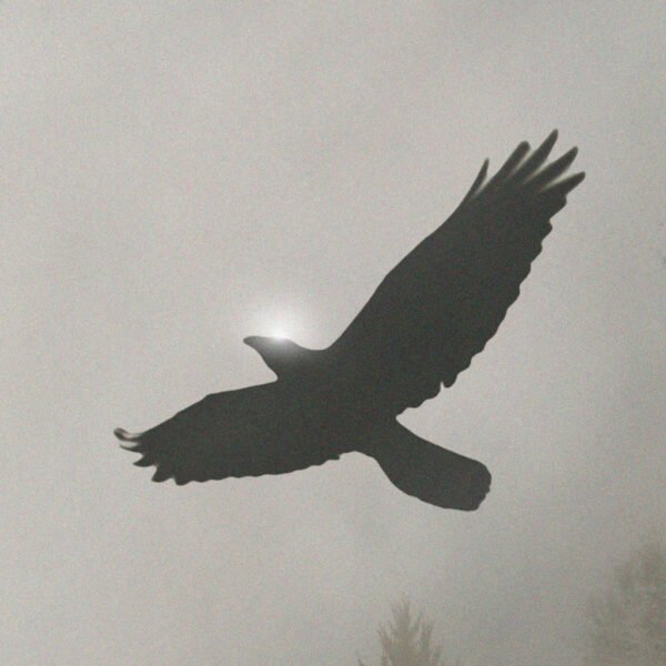 Close-up du tableau "L'esprit de la forêt" représentant un aigle dans la brume