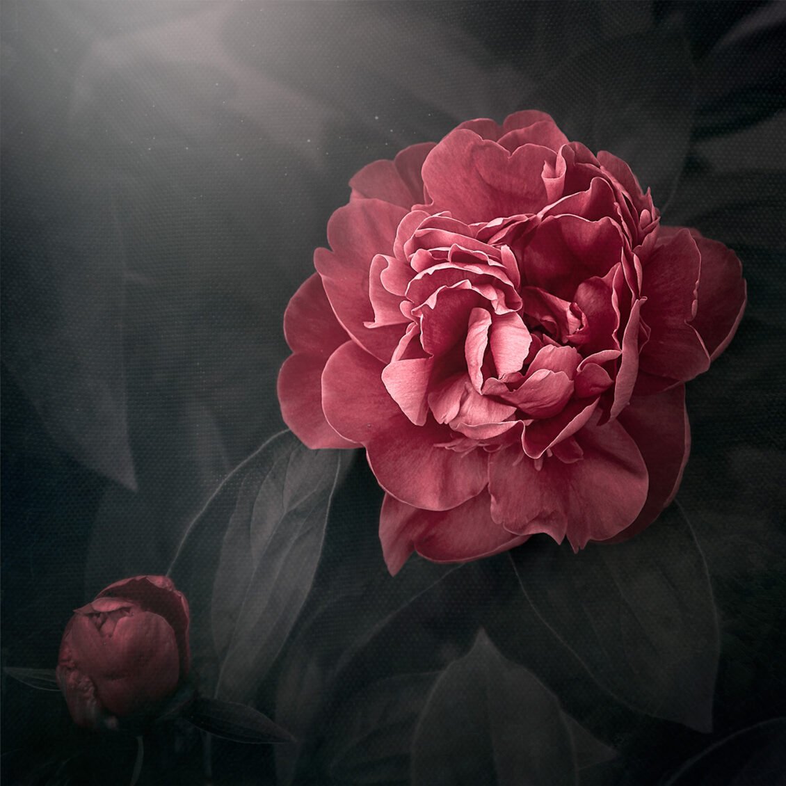 Tableau artistique "Pivoine, Beauté Epanouissante" représentant la photographie d'une Pivoine avec un développement photographique Dark Moody