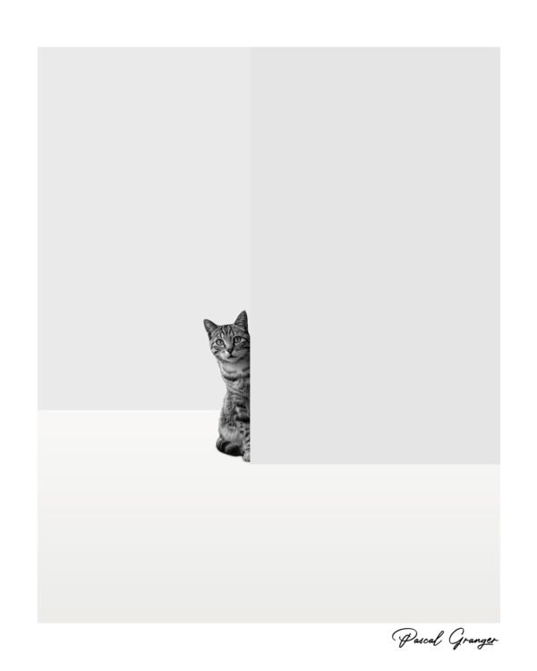 Tableau artistique "le curieux" représentant un chat qui se pense derrière un mur pour voir ce qu'il se passe.