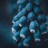 Tableau artistique "Muscari" représentant la photographie d'une fleur de Musari avec un développement photographique Dark Moody