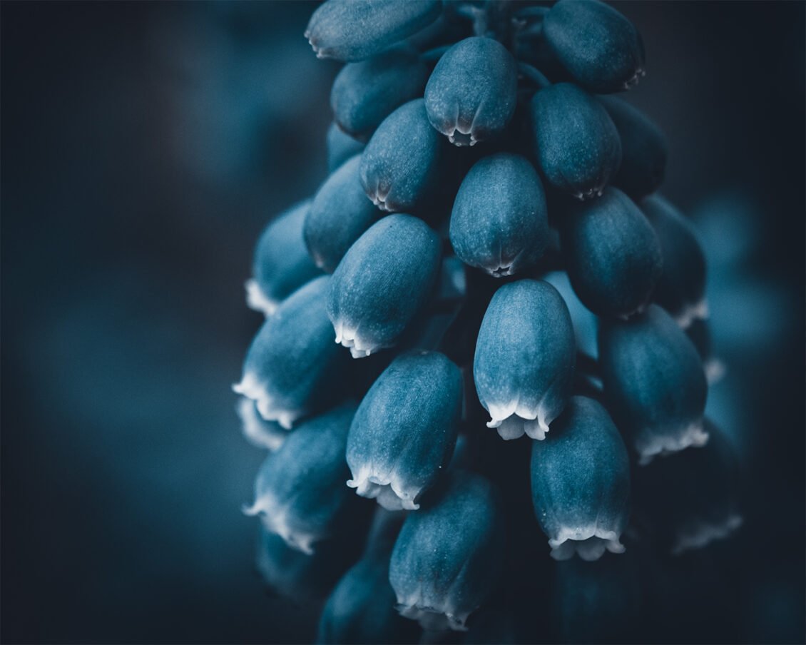 Tableau artistique "Muscari" représentant la photographie d'une fleur de Musari avec un développement photographique Dark Moody