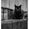 Chat Noir