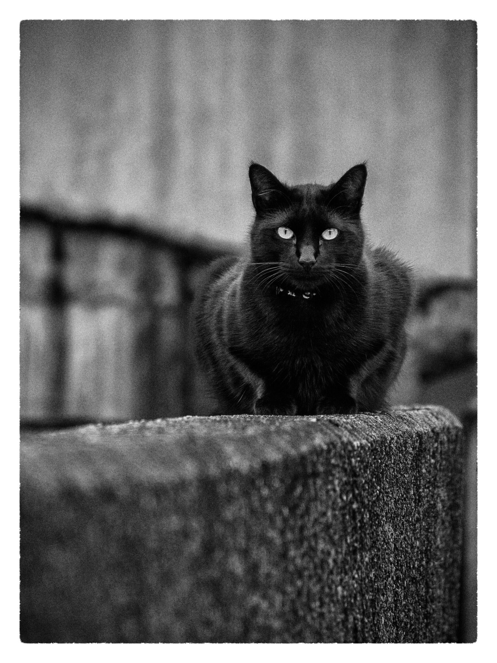 Chat Noir